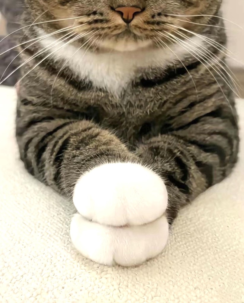 エボニー