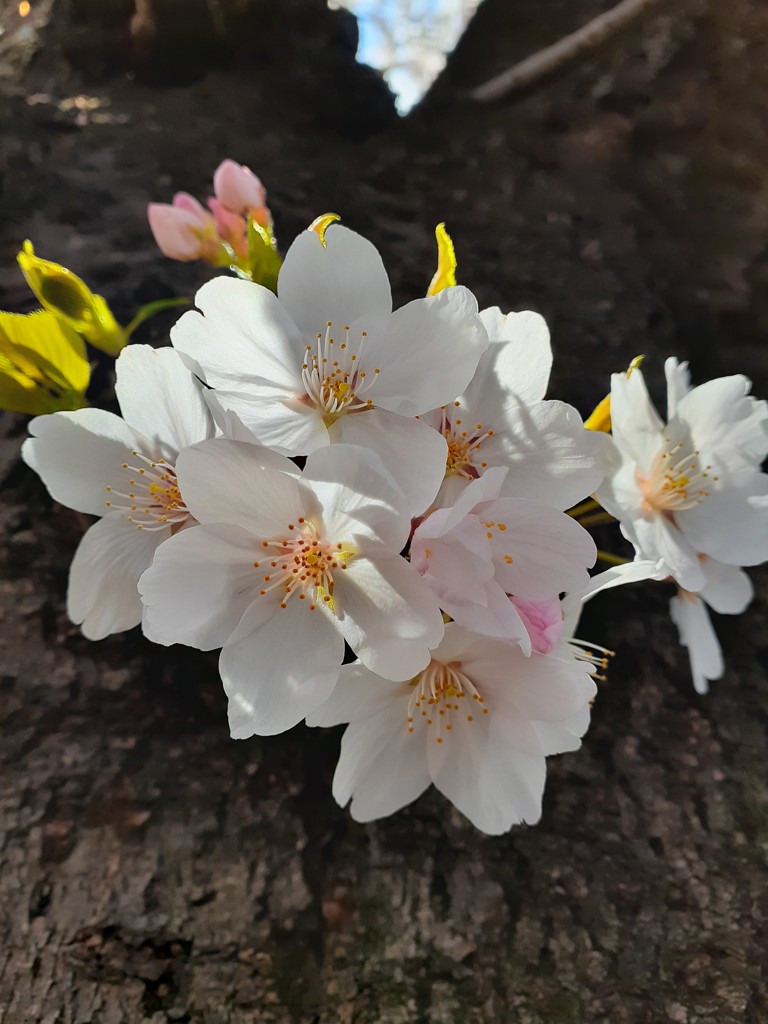 定期おトク便」ハルメク ヘアマニキュアトリートメント 2本組ソフト