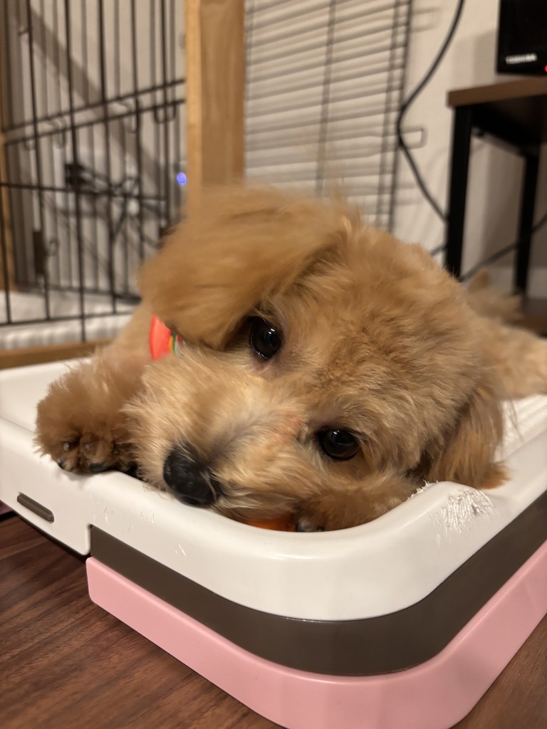 SUKALA】ショートパンツ付きレギンス(S・Mサイズ ブラック