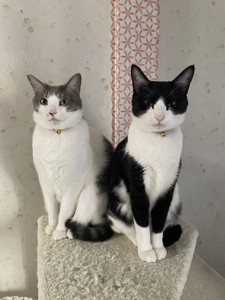 新品タグ付き　ブラック＆ロータスピンクローブエプロン ARB63 新品タグ付き ブラック＆ロータスピンクローブエプロン ARB63