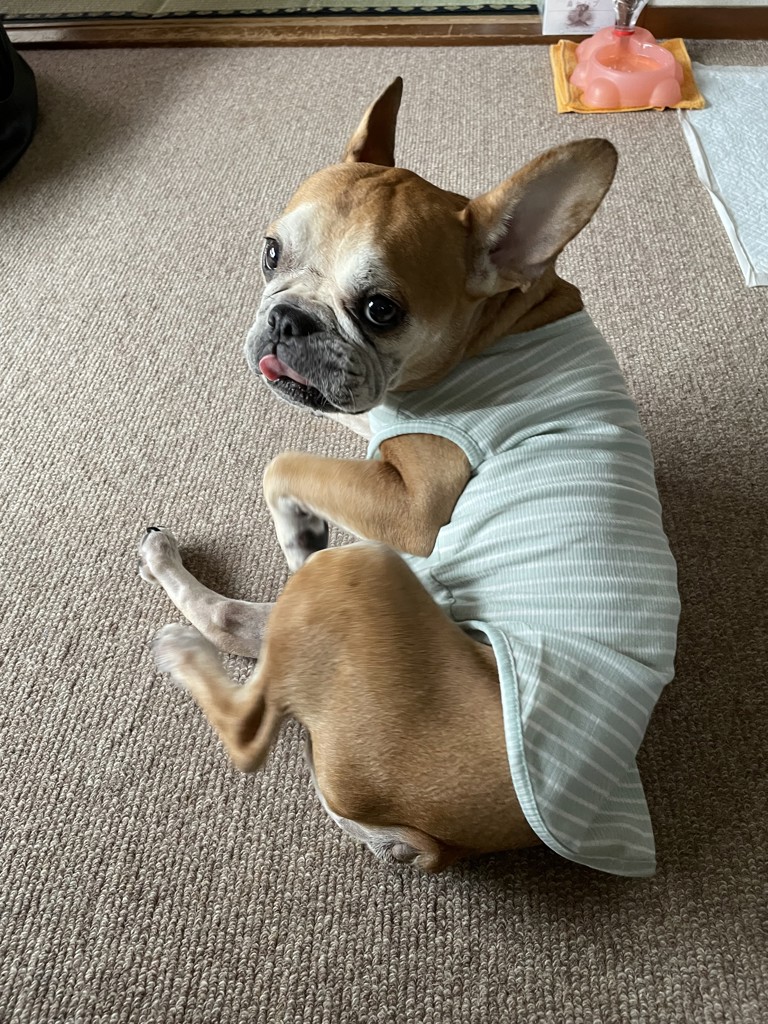 ポキオ