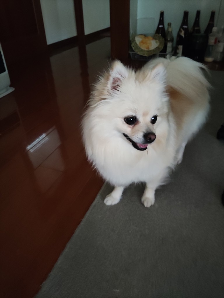 光ちゃん