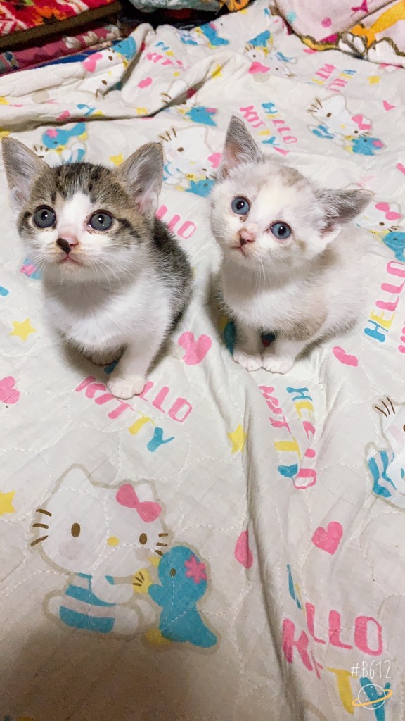エナ