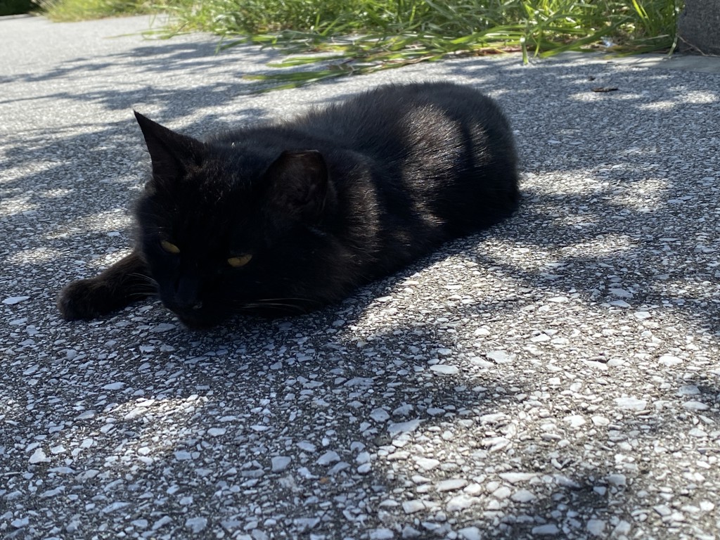 アフタヌーンティー　Cat's NapTime ぬいぐるみ　ブラック ぬいぐるみ/Cat's NapTime | アフタヌーンティー公式通販サイト
