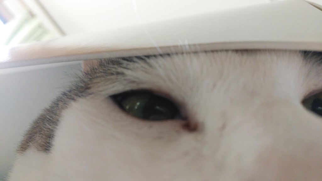 まるる