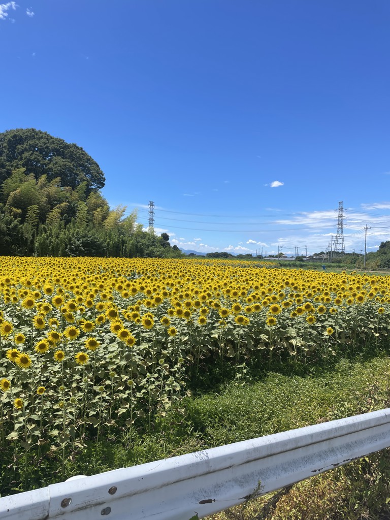 ちーたん