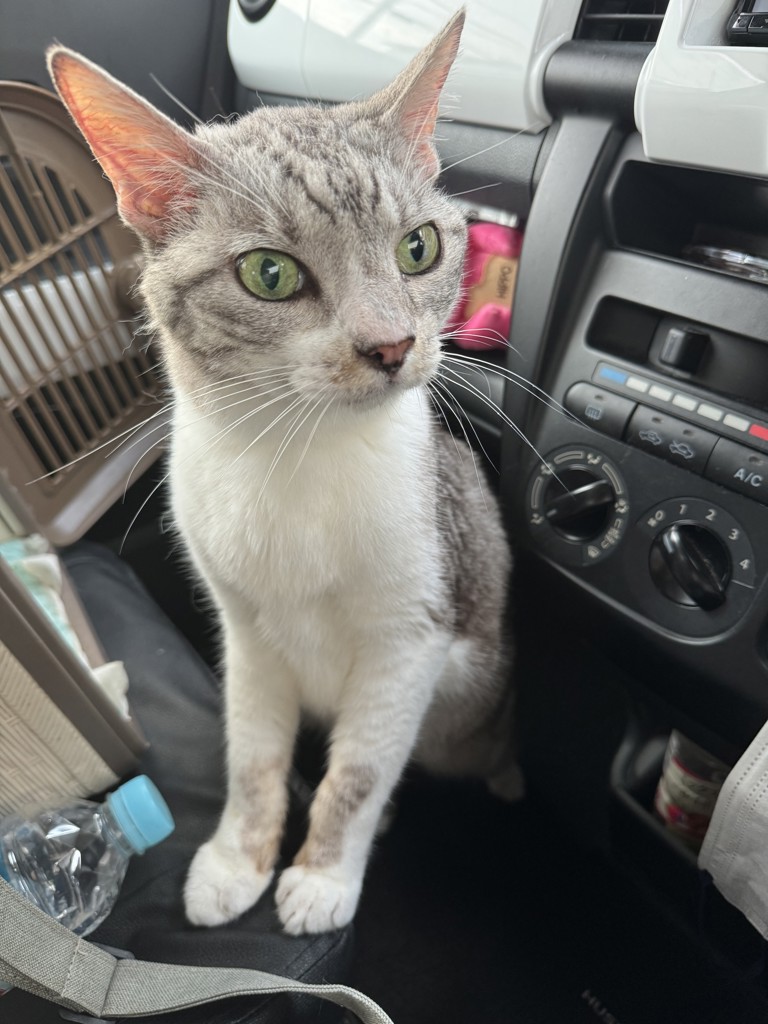 ミノタン