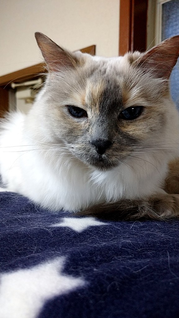 華猫