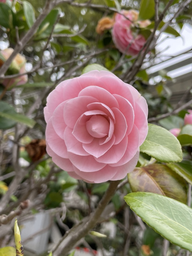茜雲
