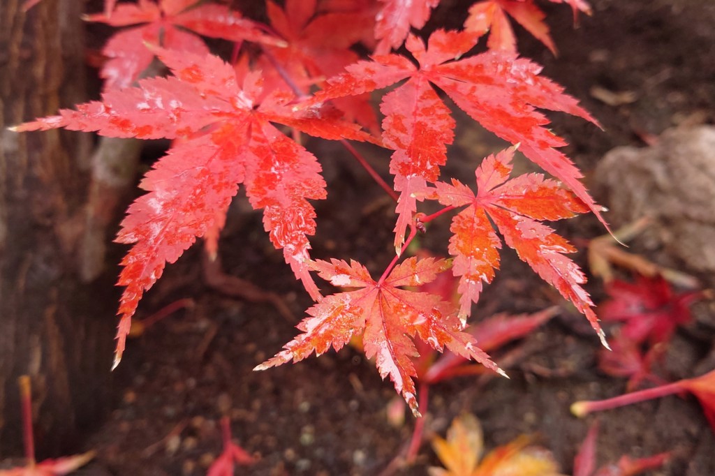 北の紅葉