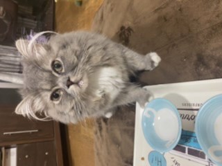 ゆかたん