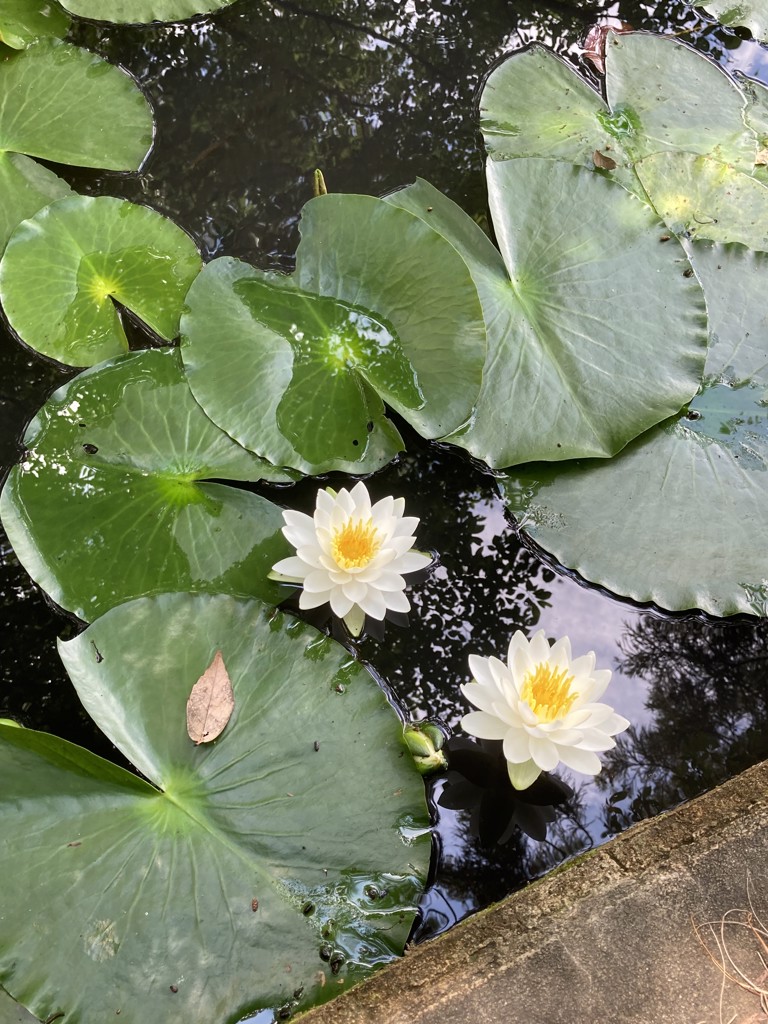 うすべにひこ