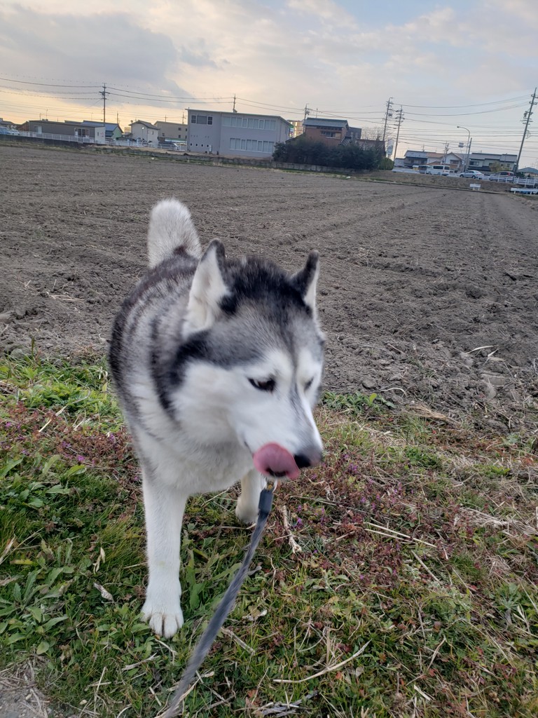 ひかこ