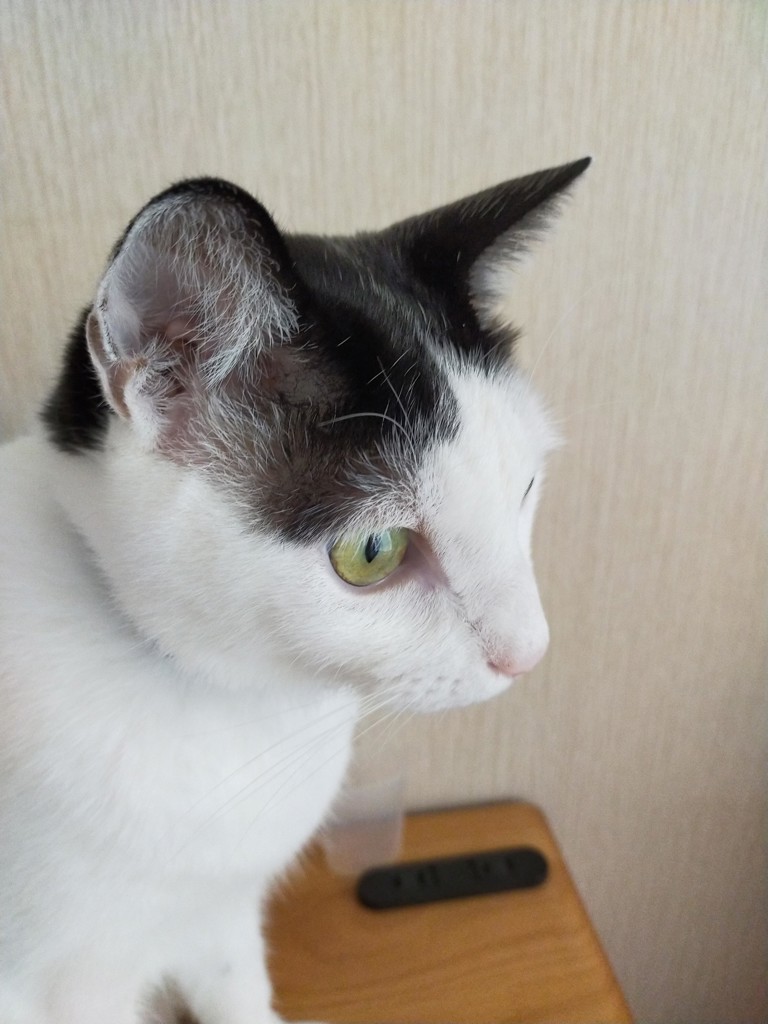 nori