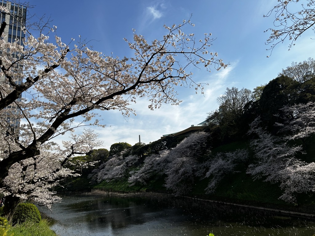 きなこ