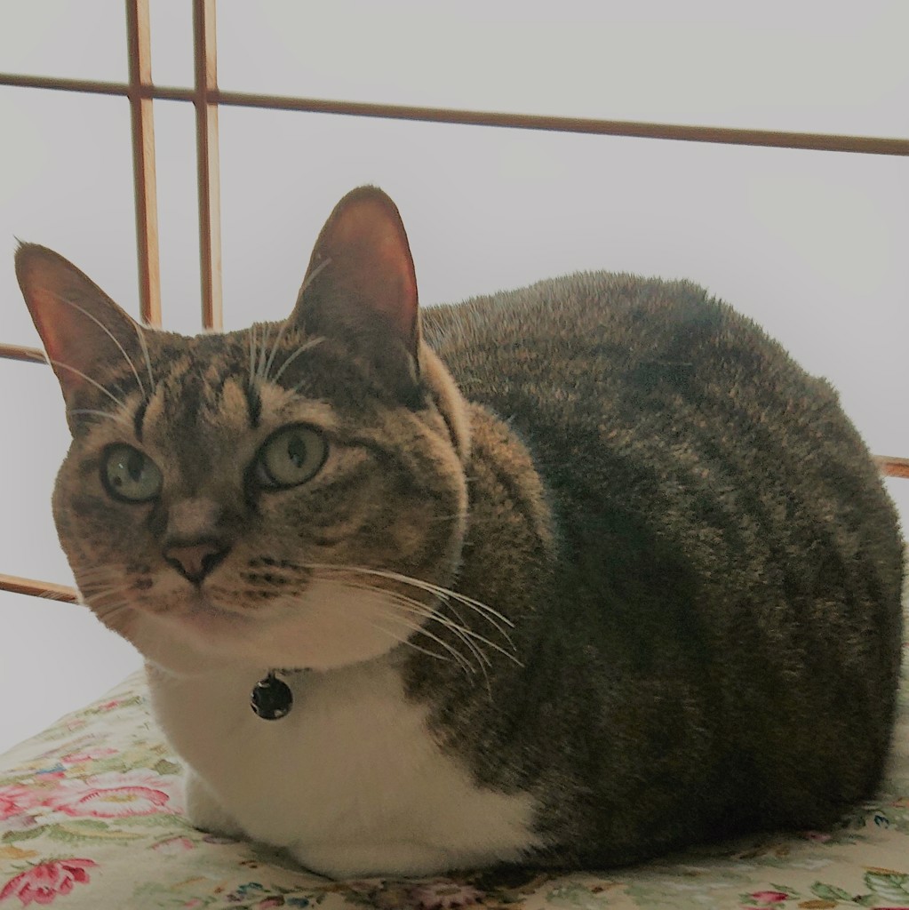 きね