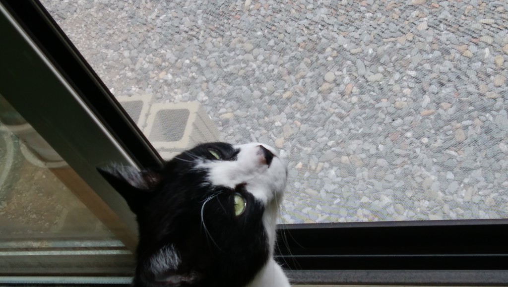 パンちゃん