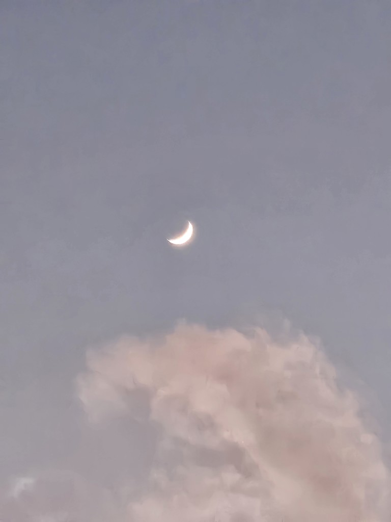 楓