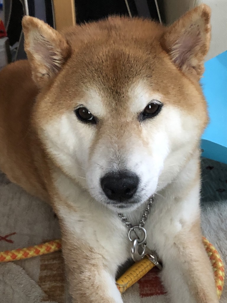 みっきぃ