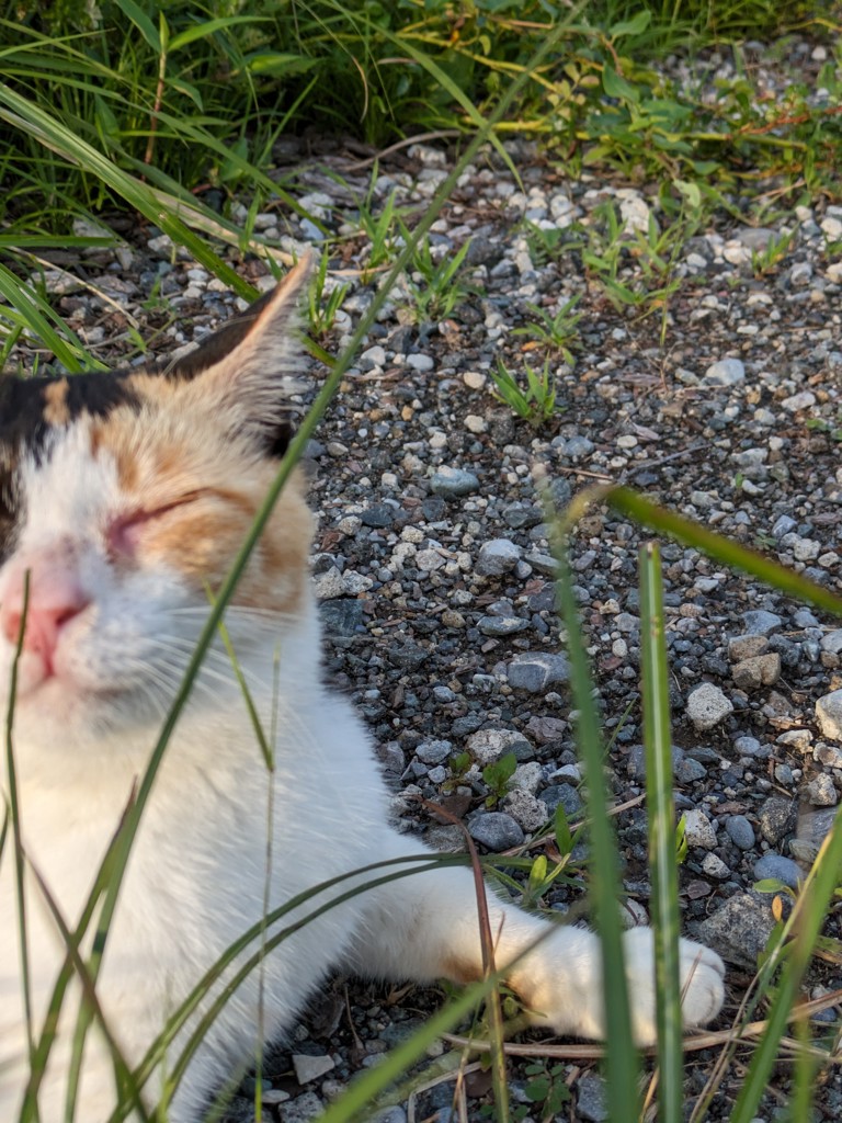 ねこのこ