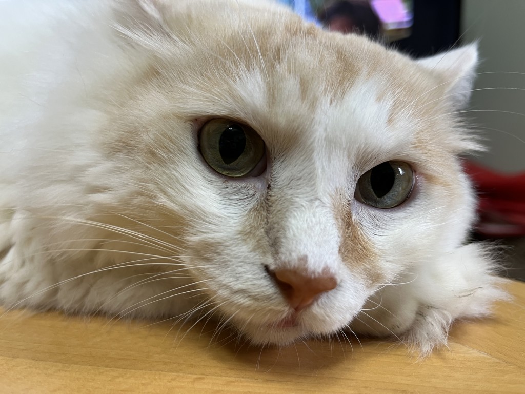 ユキトラママ