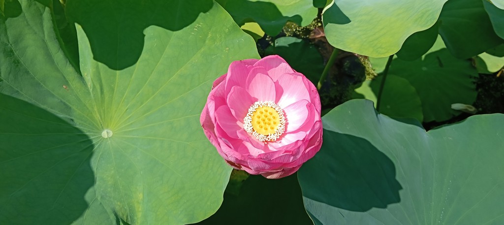705