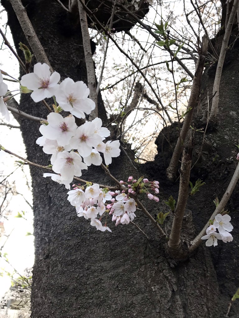 ゆき