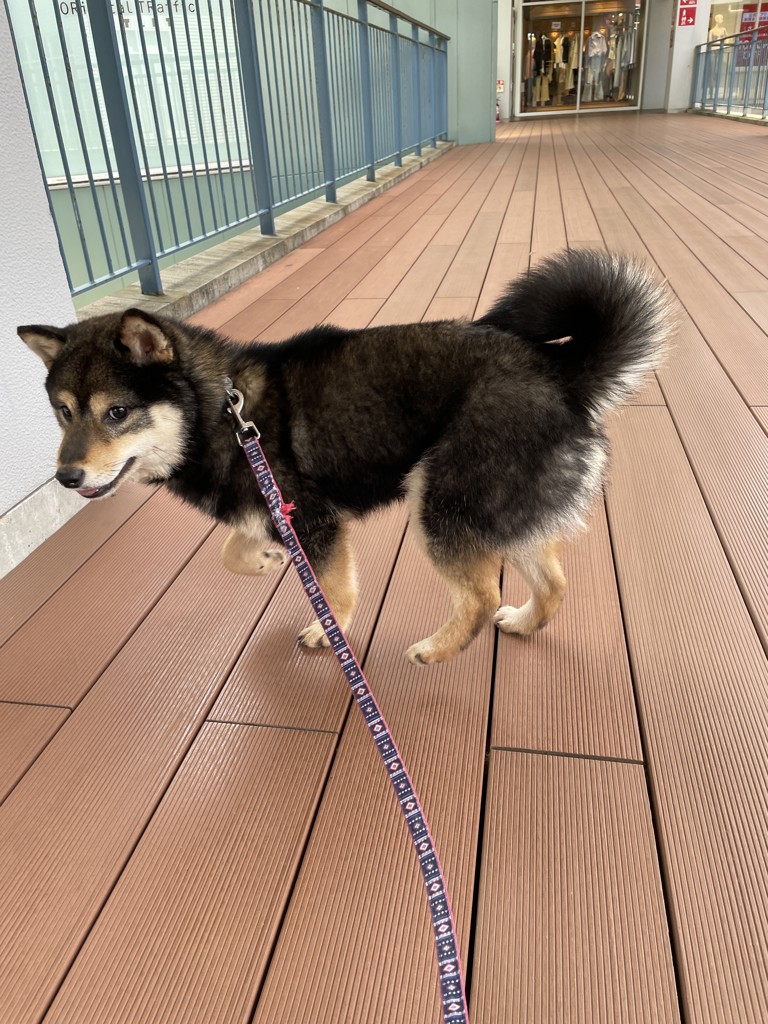 マズルのシャン