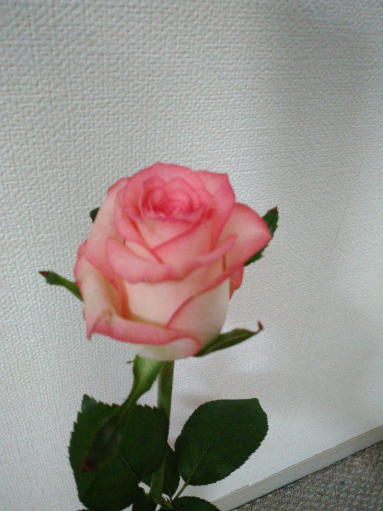 ぼのぼのの