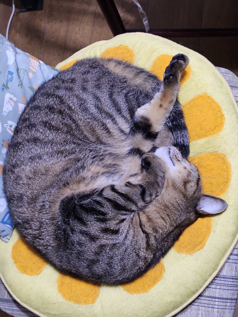 にゃー