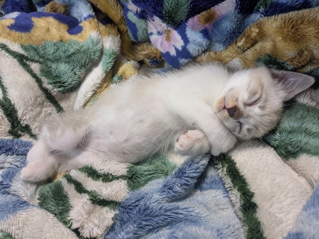 ユーザーアイコン