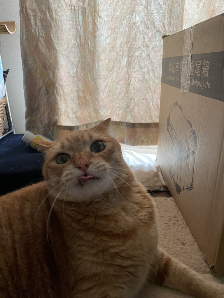 ねこごろ