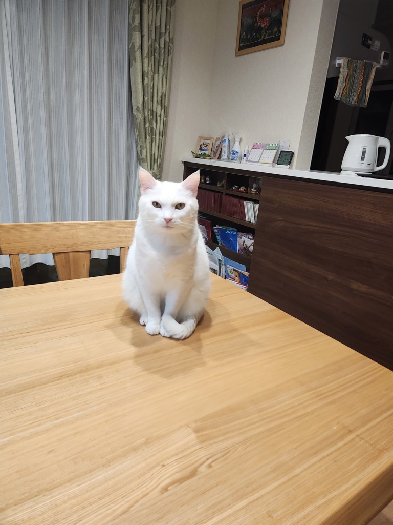 ネコグランマ