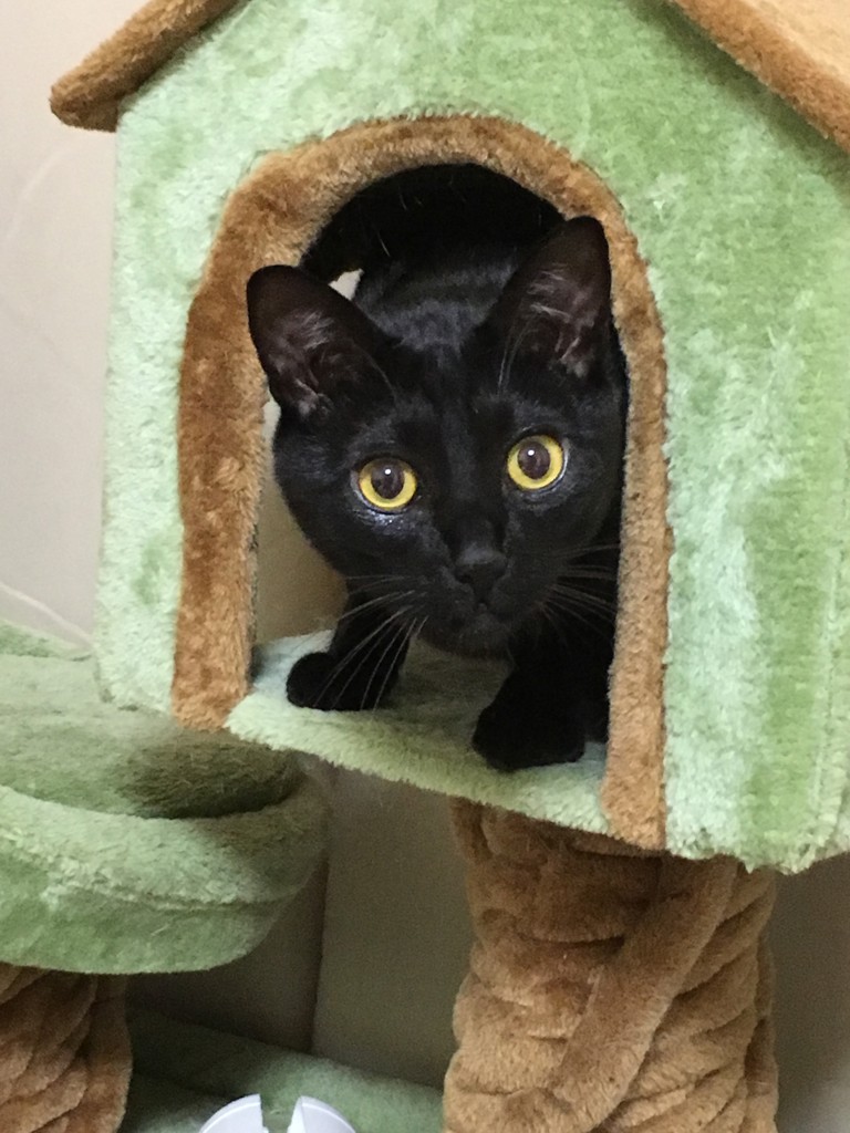 猫まみれ