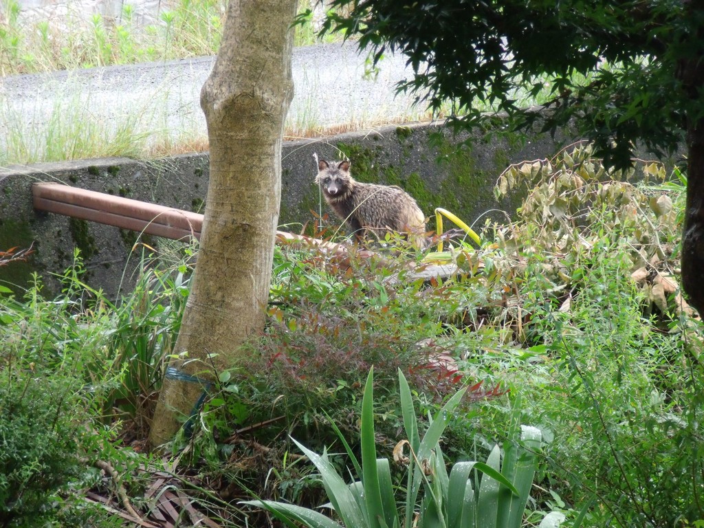 ナベゾウ