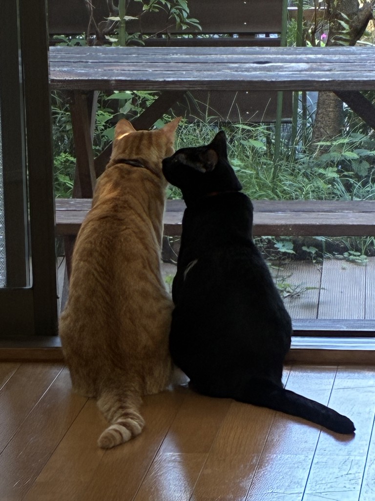 SUKALA】フロントギャザークロスキャミソール(S・M・Lサイズ サンド