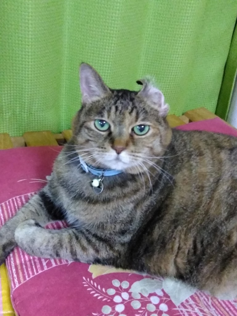 FATベリー