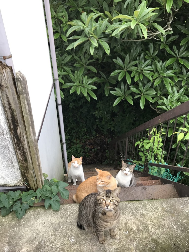 ちゃちゃ