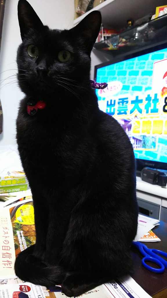 じじひらめママ