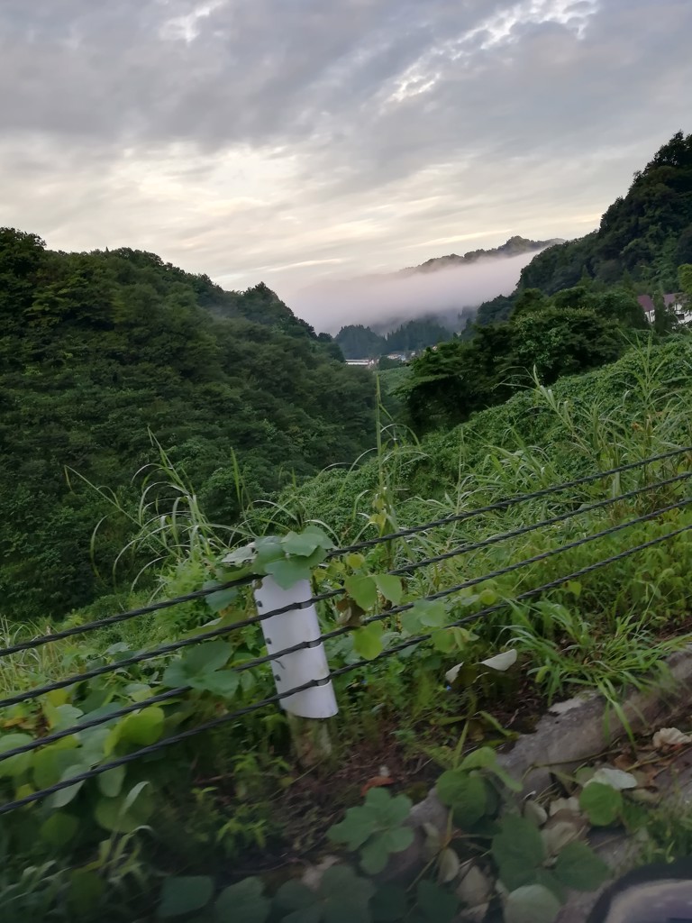 産地直送 通販 お取り寄せｊａさつま日置産 緑竹 ２kg おいどんショップ鹿児島 ｊａタウン