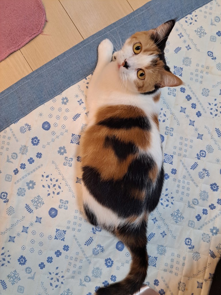でぶこ