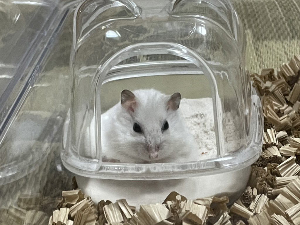 あゆ