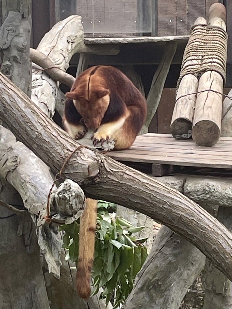 かおりん