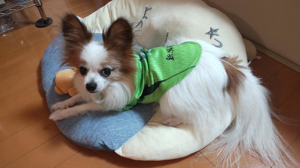YOSHI