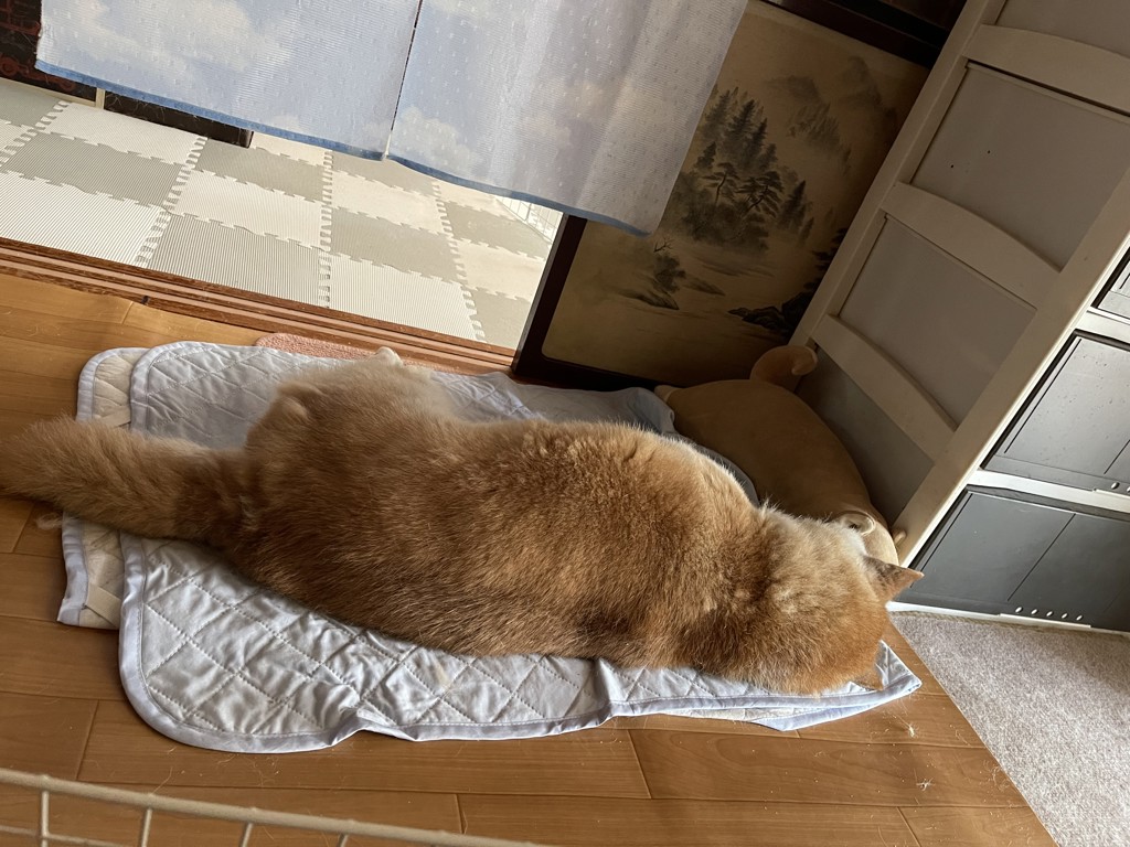 ワンママ