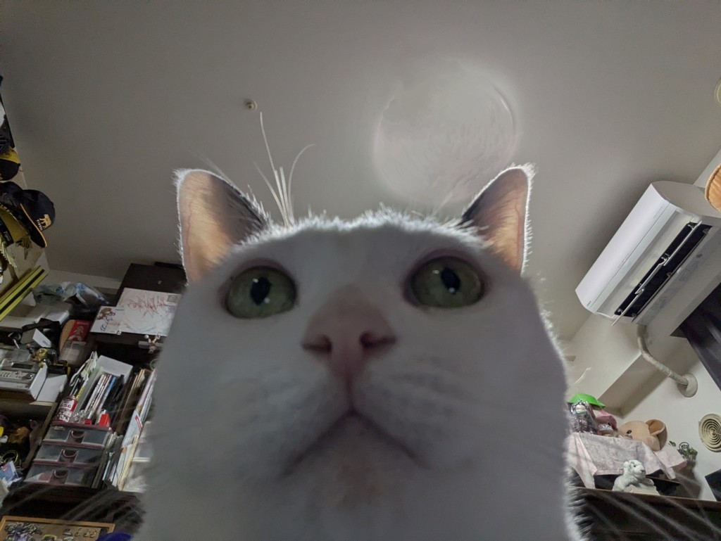 とし虎