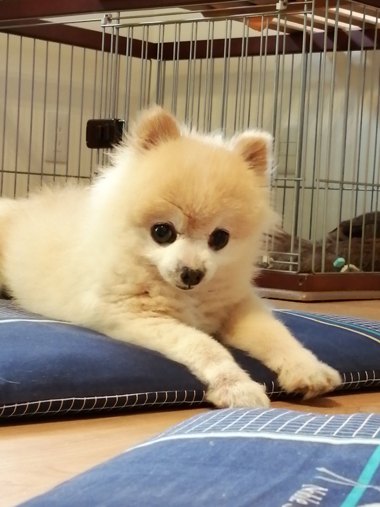 ぽんた15歳