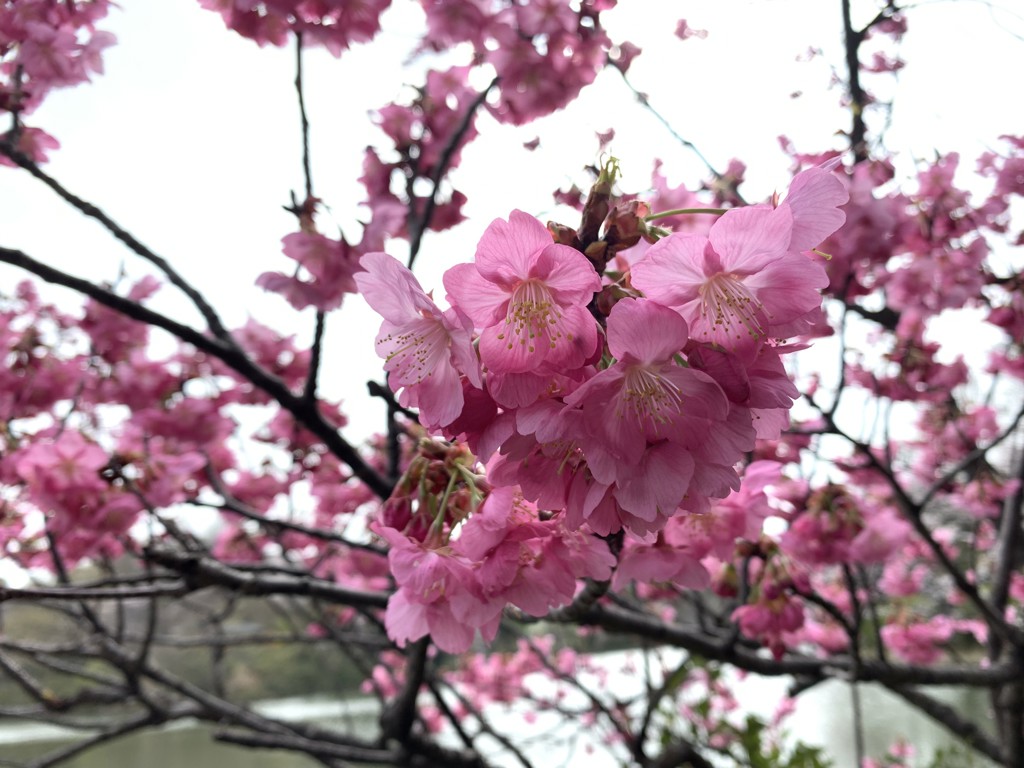あみゅ