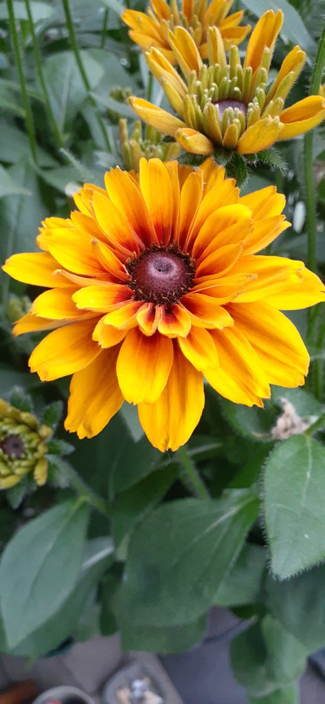hidesgarden