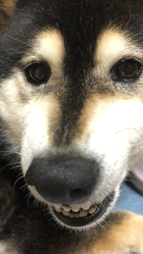 ココ